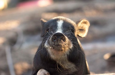 Pig standing