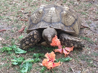 Tortoise with shell pyramiding