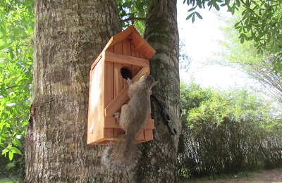 Baby squirrel on tree
